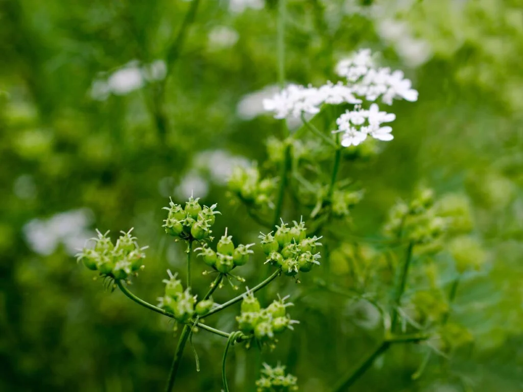 Coriander plant