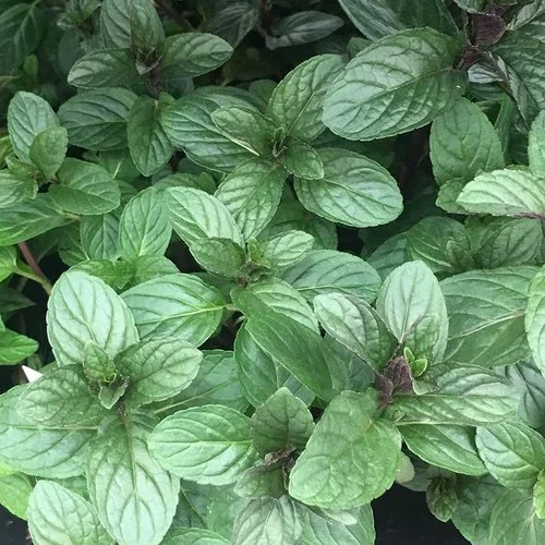 mint leaves