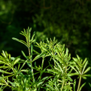 Kibusis lipikas (Galium aparine)