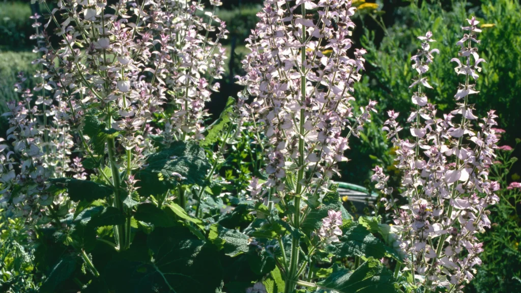 flowers of clary sage