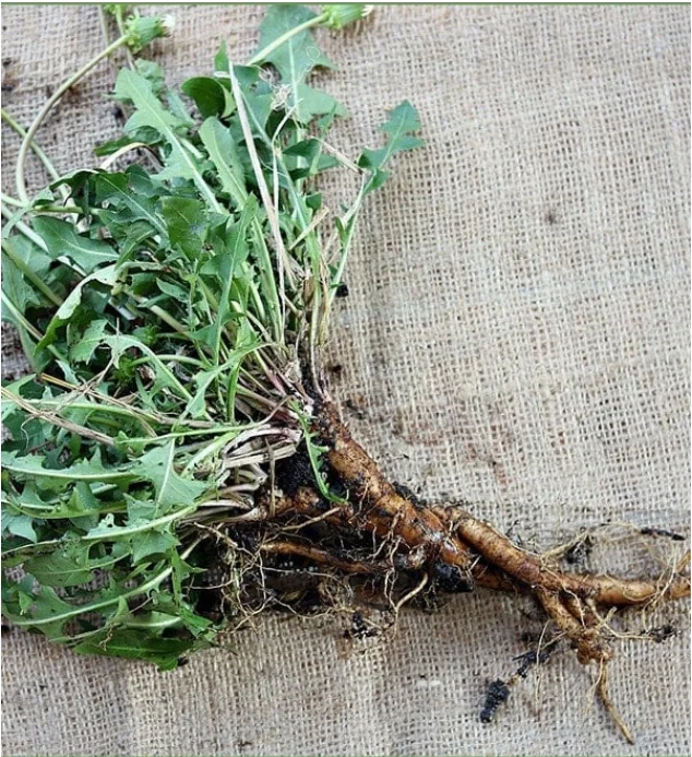 common dandelion with leaves and roots