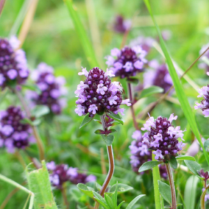 dried wild thyme