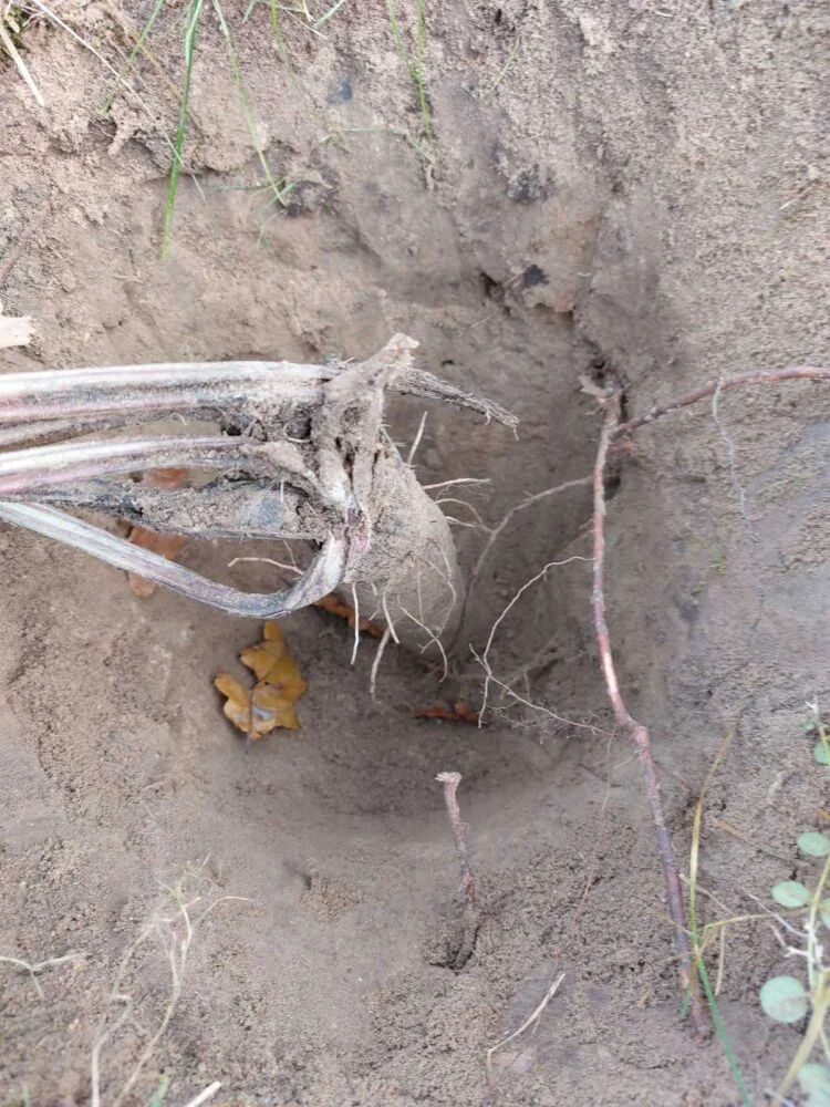 the process of digging a burdock root