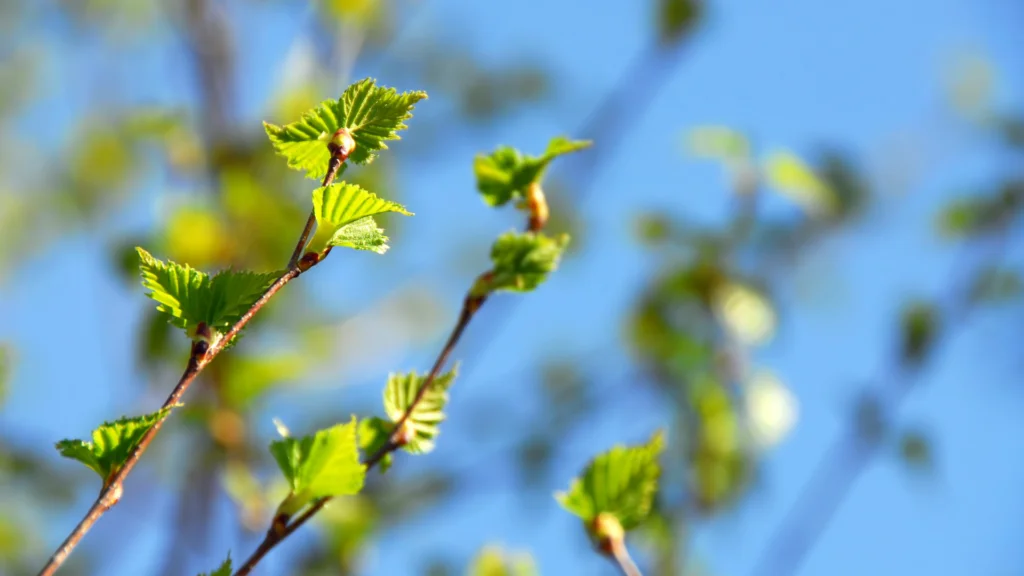 birch leaves in spring