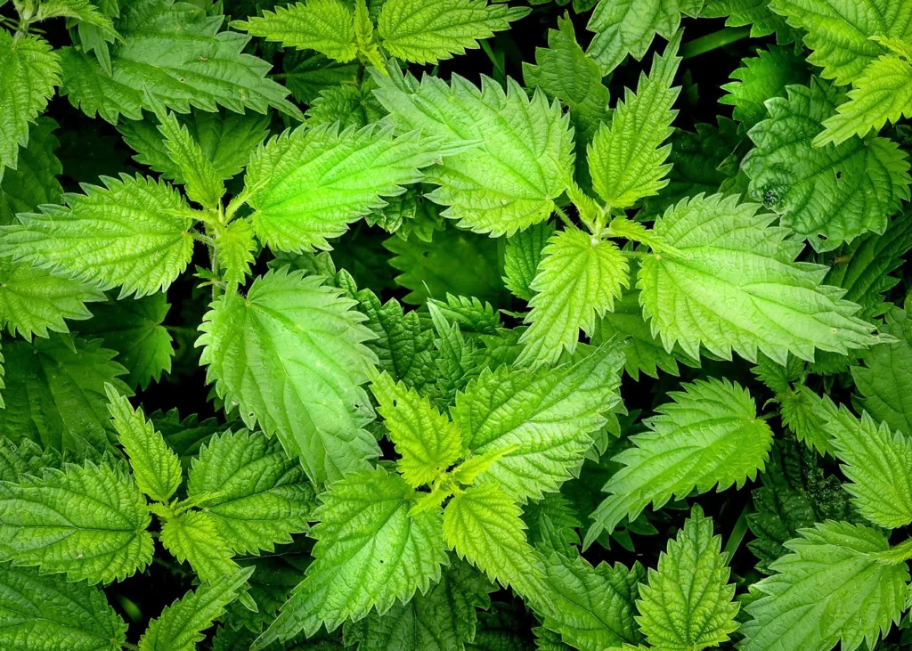 green nettle leaves