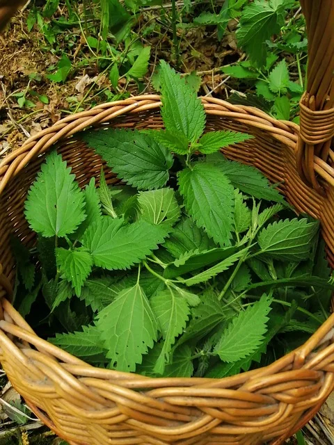 the wooden basket with nettle leaves