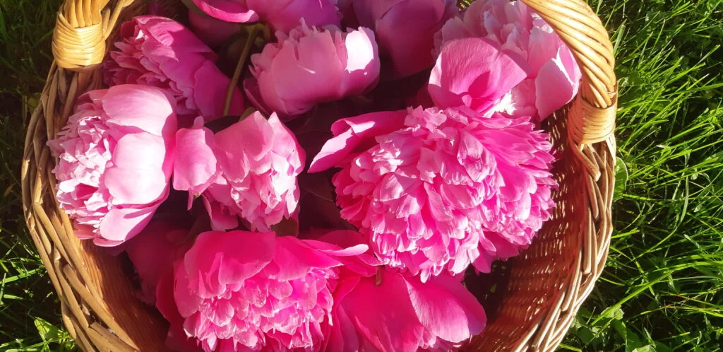 peony blossoms in the basket on the grass