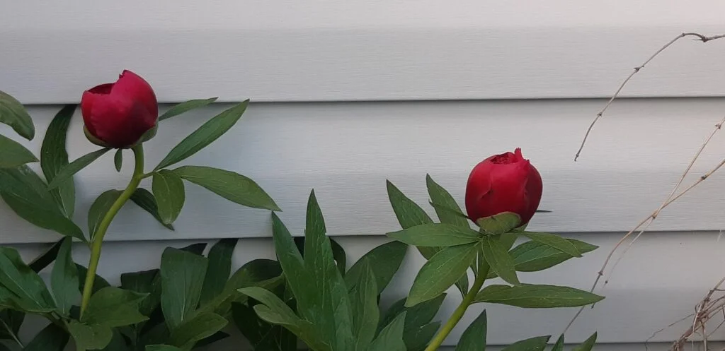 peonie buds