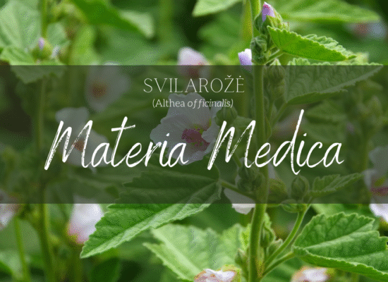Vaistine Svilaroze (Althea officinalis)