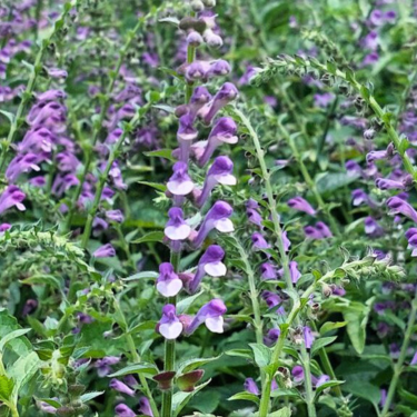 Sviesioji kalpoke_scutellaria lateriflora