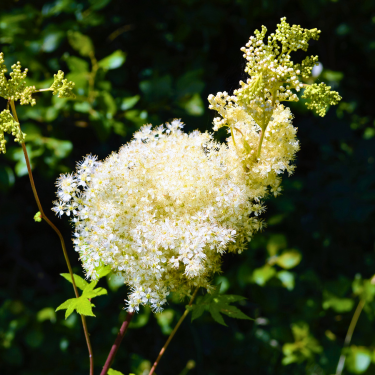 Pelkinė Vingiorykštė (Filipendula ulmaria)